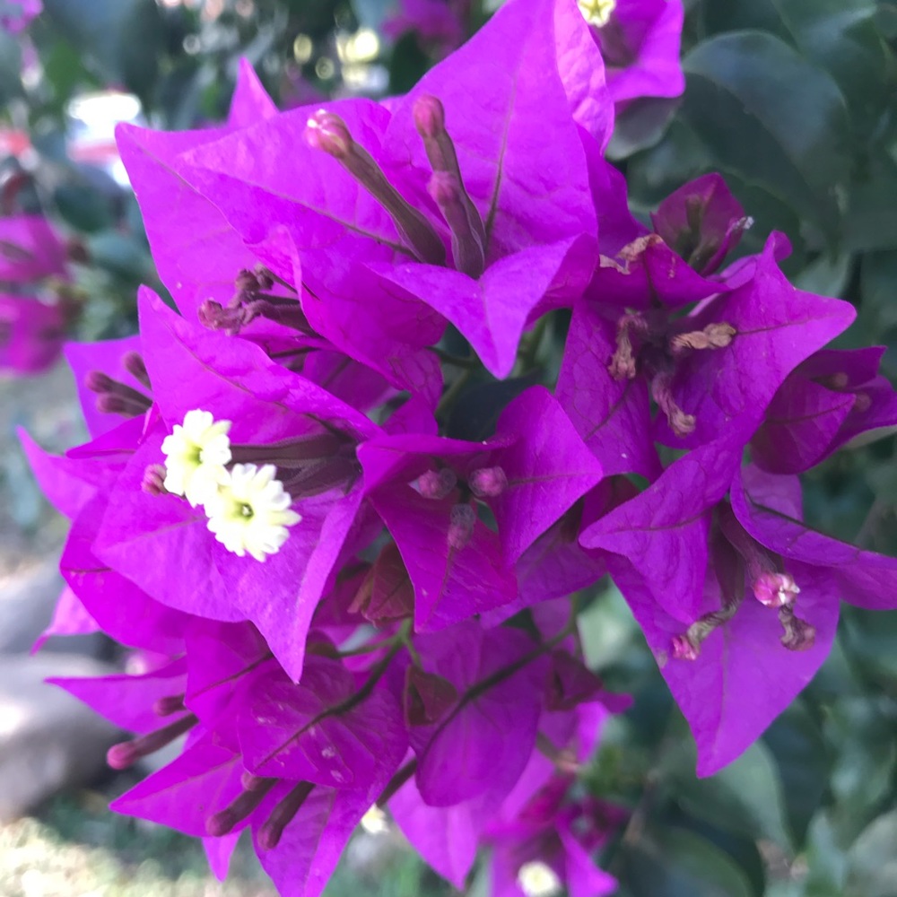 Meet your Posher, Elizabeth